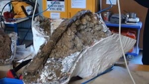 Sauropod rib bone at AAOD museum