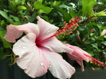 Hibiscus flower with morning dew