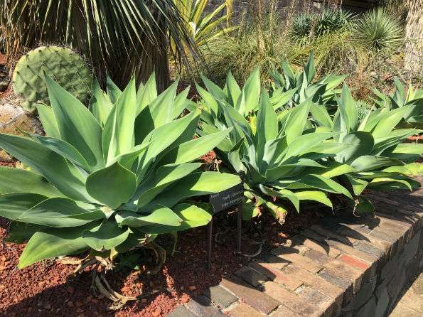 Agave in a row