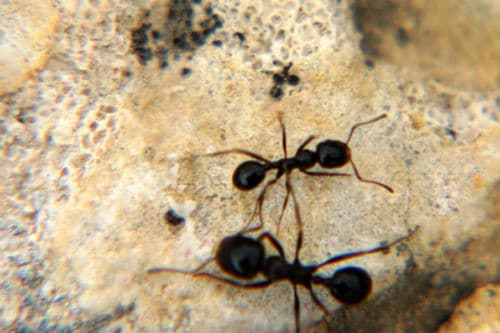 Ants up close 