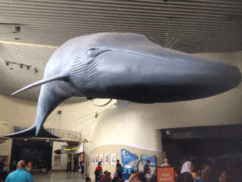 Aquarium-of-the-Pacific-foyer