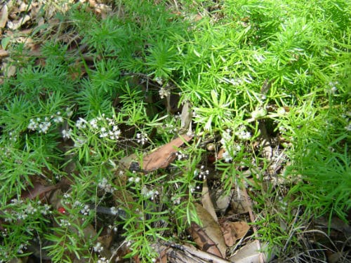Asparagus fern flowers