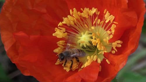 Bee in a flower 