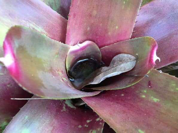 Bromeliad with water in the top of the plant