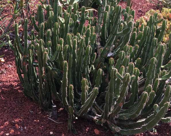 Cactus growing in a garden