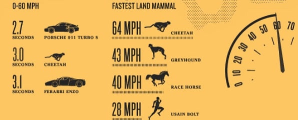 Cheetah - natures speed machine 