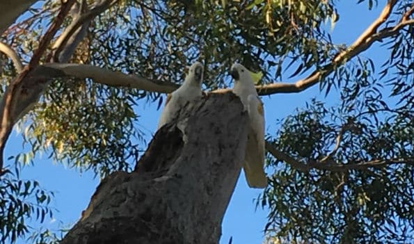 Cockatoos near a tree hollow 