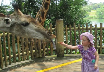 Feeding giraffes at Singapore Zoo 