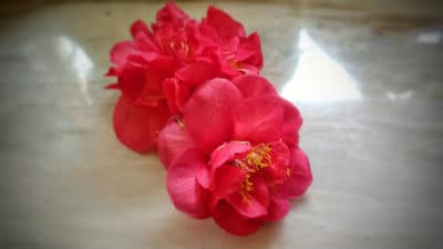 two pink camellia flowers on the bench