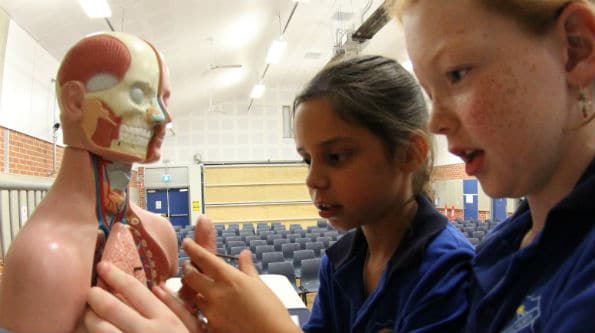 two kids looking at a human body torso