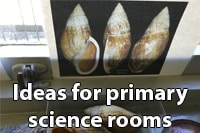 Ideas for primary science rooms 