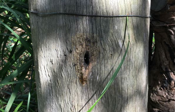 Native stingless bee colony in a tree stump 