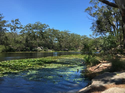 A lake with lilies, surrounded by Eucalypt forest