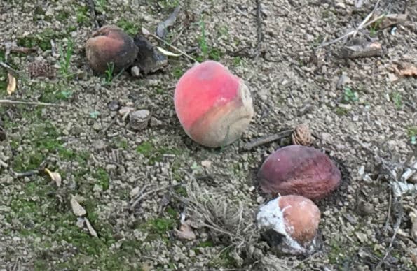 Rotting peaches on the ground
