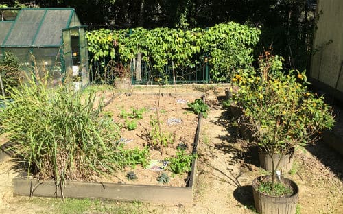 School garden patch with greenhouse