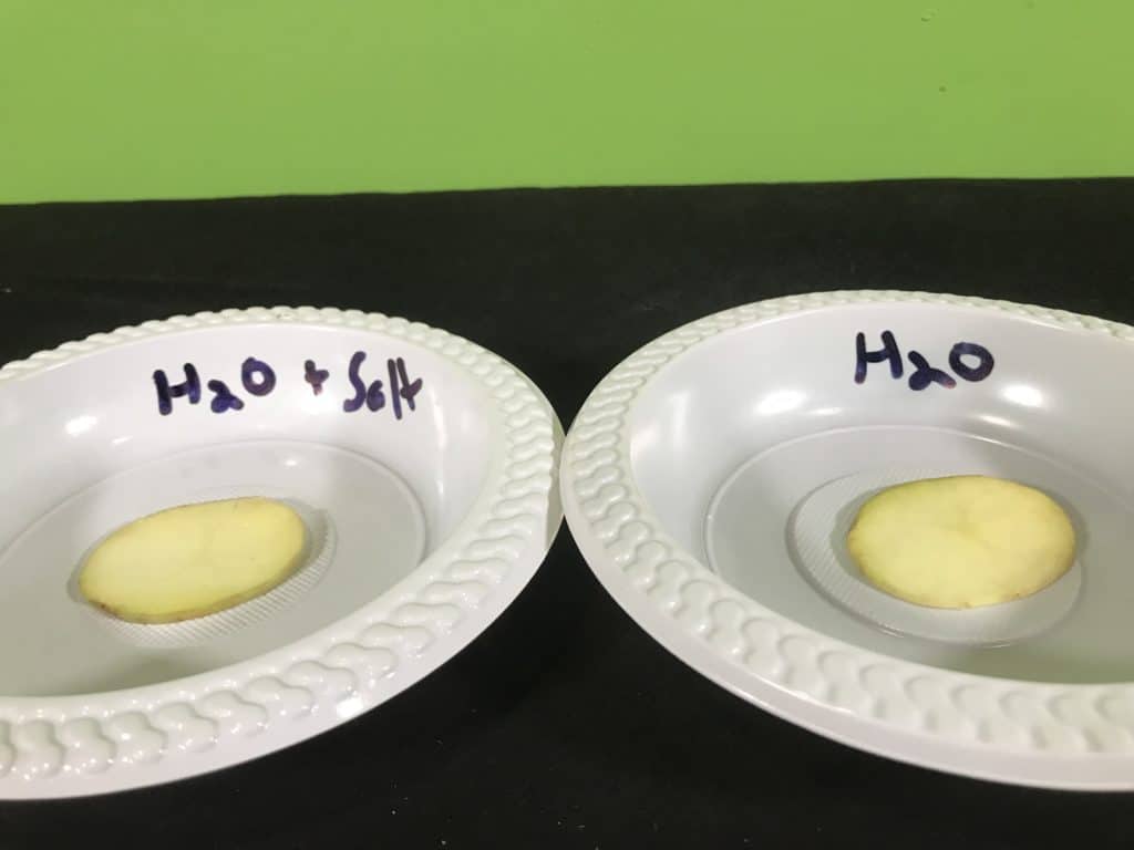 potato surface area experiment