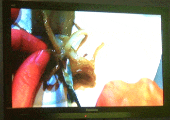 Squid dissection over video conference