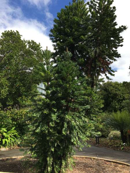 Wollemi pine at Royal Botanic Garden Sydney