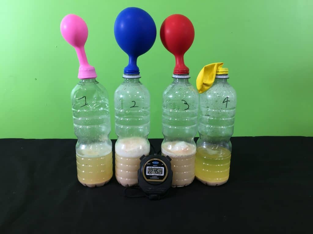 Experiment: Fermentation balloons — Center for Professional
