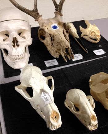 ecolab-skulls