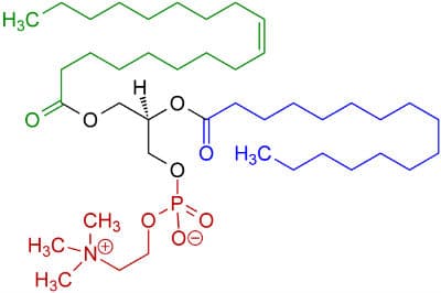 lecithin mayonnaise chemical