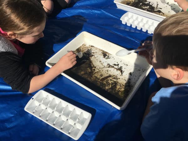 Sorting invertebrates after dipnetting